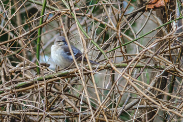 Northern Mockingbird in a bush