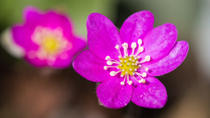 Hepatica Noblis