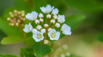 Spiraea Blossom