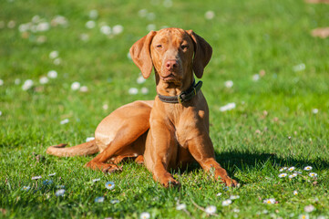 Portrait of Magyar Vizsla dog. Hungarian breed. The dog is resting on the grass, spring season