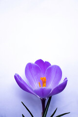Naklejka premium 1 purple crocus flower
