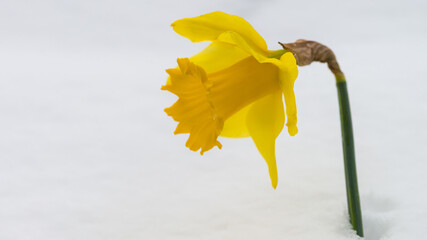 Snowbound Daffodil