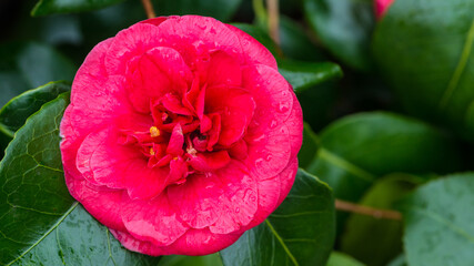 Camellia