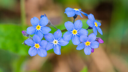 Forget Me Nots