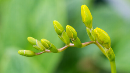 Freesia Flower Buds