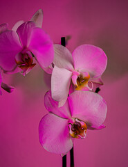 Fototapeta na wymiar abstract pink orchid flower