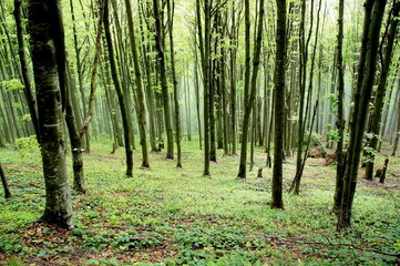 Fototapeta na wymiar fresh spring green forest in the mountains with trees with young leaves and a light haze in the forest