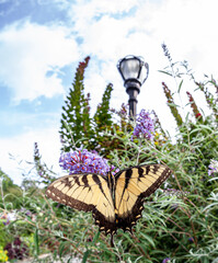Papilio glaucus, eastern tiger swallowtail,