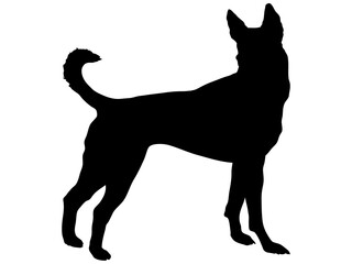 こちらを向いて立っている犬のシルエット