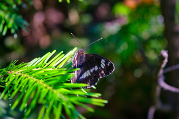 A butterfly sits on a spruce branch on a blurred background.