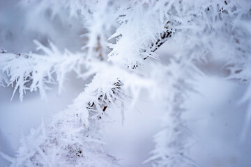 Ast mit Eiskristallen im Winter mit Schnee
