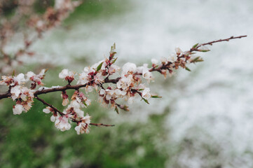 A branch of blossoming apricots is covered snow with late April, early March close-up. The concept of abnormal weather, global warming and displacement of climatic zones.