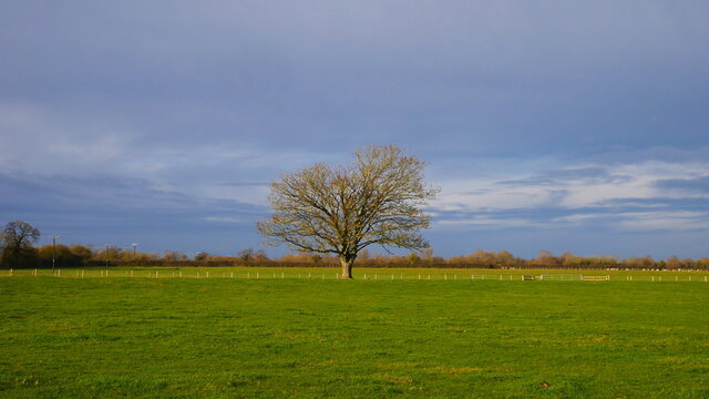 Tree in the peaceful scenic grass field