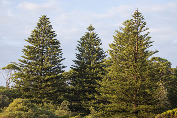 Fototapeta na wymiar Norfolk Island Pine Trees growing along an Australian N.S.W South Coast beach