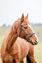 Portrait of a horse outside. Beautiful chestnut brown stallion mare.