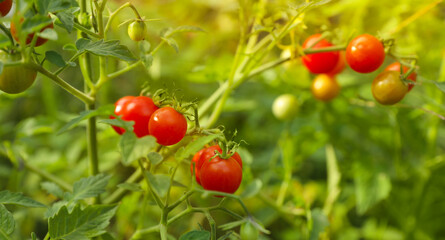 Beautiful ripe tomatoes on bush in garden