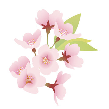 葉桜 Images Browse 2 227 Stock Photos Vectors And Video Adobe Stock