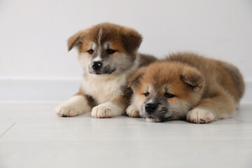 Adorable Akita Inu puppies on floor near light wall