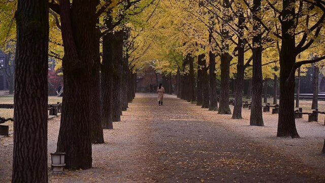 Row of ginkgo tree in Autumn with vivid colors at Nami Island Chuncheon city  South Korea