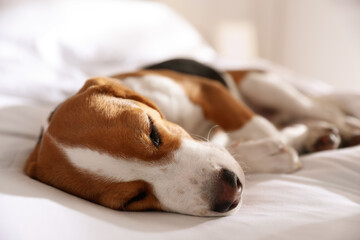 Fototapeta premium Cute Beagle puppy sleeping on bed. Adorable pet
