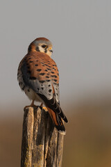 American Kestrel Male From the Back Head Turned Right