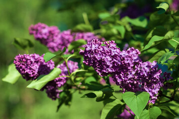 rich purple lilac flowers in the garden