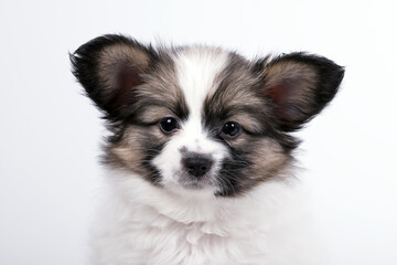 Papillon dog puppy on a white background