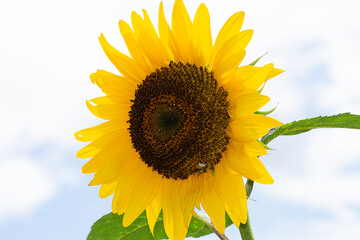 Sunflower (Helianthus annuus) with the sky as a background.