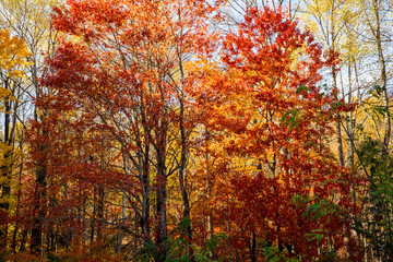 Bright Fall Colors in Smokies forest