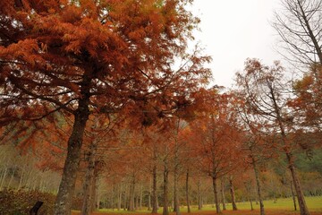 Bald Pine. 
Colorful winter deciduous cypress tree,in Wuling Farm, Taiwan.
