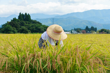 秋　稲刈り　農作業をする女性