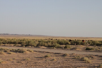 Fototapeta na wymiar Iran desert