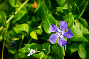 紫　花　道端　菫