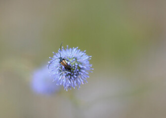 flower with bug