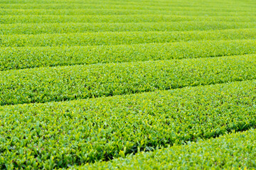 Fototapeta na wymiar 新茶の季節　茶畑　緑茶　収穫