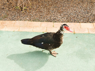 Duck with red beak walking on the street 