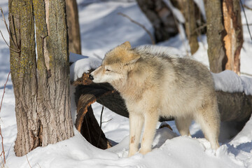 arctic wolves feeding in winter