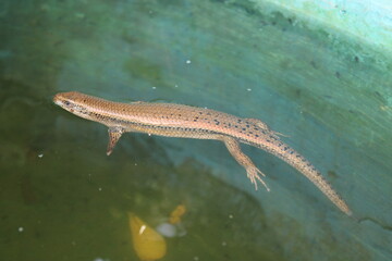 A lizard splashed in the pool