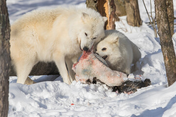 arctic wolves feeding