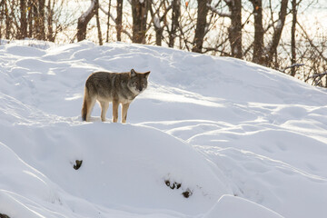 coyote (Canis latrans) in winter