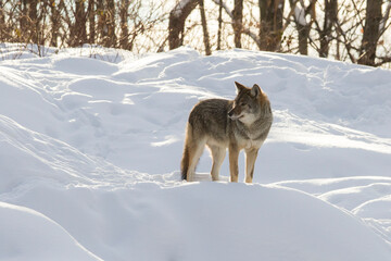 coyote (Canis latrans) in winter