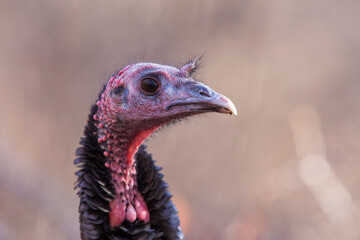 wild turkey (Meleagris gallopavo)