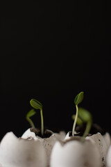 plant growing in soil