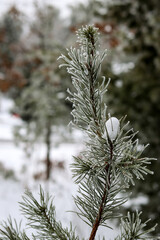 hoarfrost on pine tree