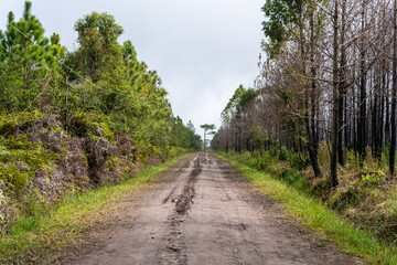 Fototapeta na wymiar Forest path Up on Phu Kradueng, Thailand.