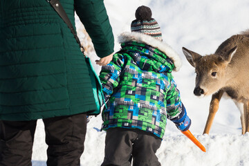 Happy boy feeding deer in winter