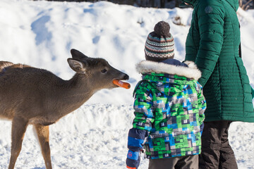 Happy boy feeding deer in winter