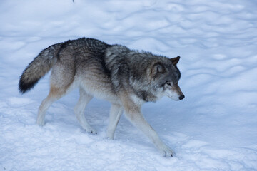 northwestern wolf portrait in winter