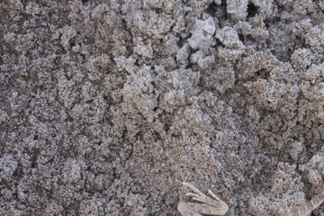 Iran Desert