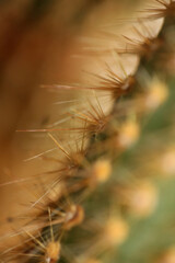 Cactus close up high quality prints modern background espostoa guentheri cactaceae family